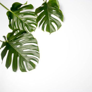 Doğal yeşil canavar beyaz soyut arka planda sınır çerçevesini izole eder. Mesaj için yer var. Tropik yaz konsepti. Üç Tropik Orman Canavarı yaprağı