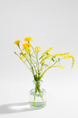 Lathyrus pratensis veya çayır veçelemesi, çayır bezelyesi. Beyazda izole edilmiş.