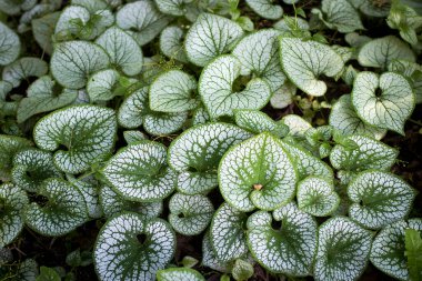 Heartleaf brunnera (ikili isim: Brunnera makrophylla), bir bahar bahçesinde (İsviçreli botanikçi Samuel Brunner 'ın onuruna) Sibirya böceği parlatıcısı olarak da bilinir.)