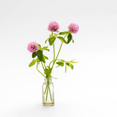 Yaprakları olan kırmızı yonca çiçeği ve beyaz arkaplanda izole edilmiş yakın plan bir kök.