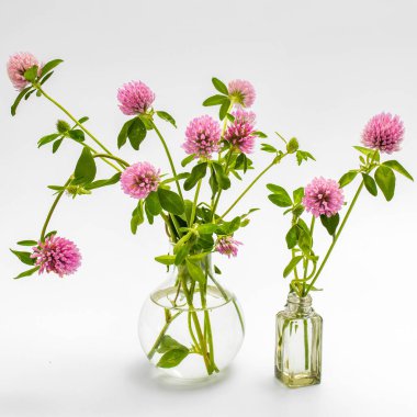 Yaprakları olan kırmızı yonca çiçeği ve beyaz arkaplanda izole edilmiş yakın plan bir kök.