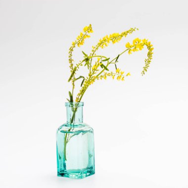 Lathyrus pratensis veya çayır veçelemesi, çayır bezelyesi. Beyazda izole edilmiş.