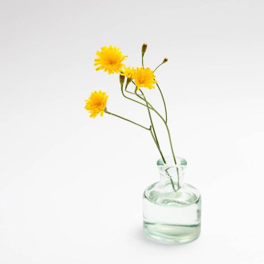 Beyaz arka planda ilaç şişesinde bir buket hieracium umbellatum. Tebrik kartı.