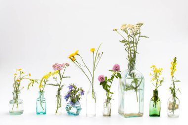 Dekorasyon olarak beyaz-gri arka planda farklı şekillerde yabani otlar. Kart, beyaz arka planda bitkilerle birlikte gerekli yağ şişesi