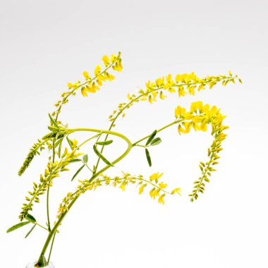 Lathyrus pratensis veya çayır veçelemesi, çayır bezelyesi. Beyazda izole edilmiş.