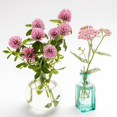 Yaprakları olan kırmızı yonca çiçeği ve beyaz arkaplanda izole edilmiş yakın plan bir kök.