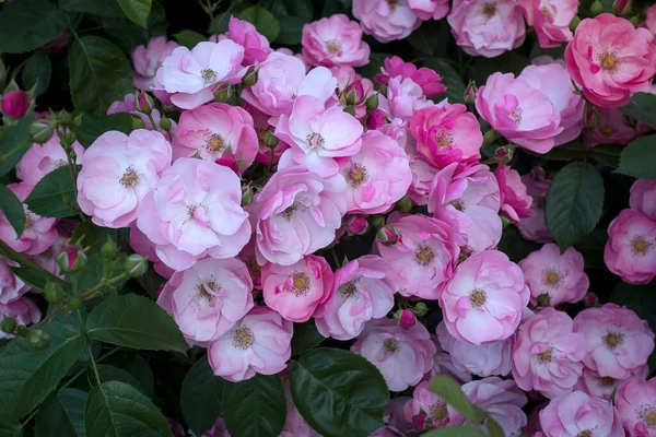 Hybrid Pink Tea Roses Spring Beautiful Blooming Flowers Garden — Stock Photo, Image