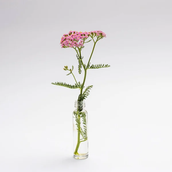 Yarrow Hierba Inflorescente Rosada Achillea Millefolium Sobre Fondo Blanco — Foto de Stock