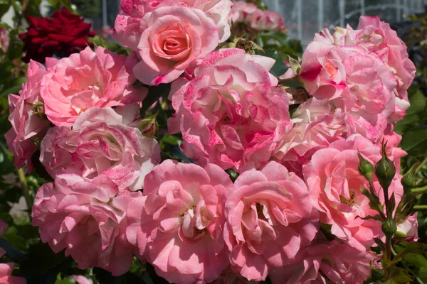 Куст Розовых Красных Роз Качающихся Ветру Парке — стоковое фото