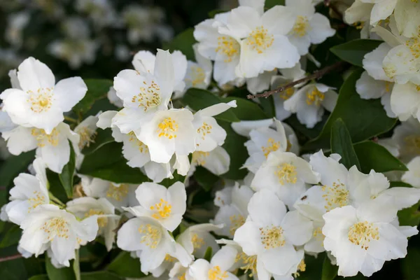 Una Maqueta Floreciente Día Primavera Delicadas Flores Blancas Burlonas Con —  Fotos de Stock