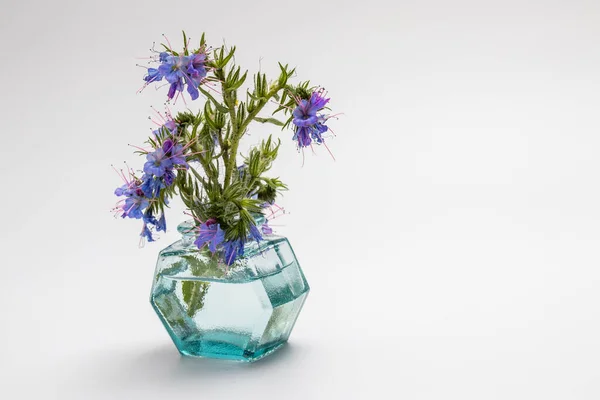 Blueweed Echium Vulgare Also Know Viper Bugloss Flowering Plant Borage — Stock Photo, Image