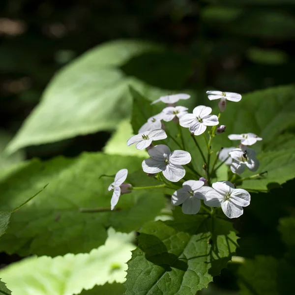 Lunaria Rediviva Known Perennial Honesty Hairy Stemmed Perennial Herb Found — Stock Photo, Image