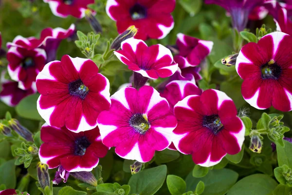 Vintage or rural garden design lush blooming colorful common garden petunias in an old weathered dew pond blurred background. Hot Pink and white Petunia hybrid flowers