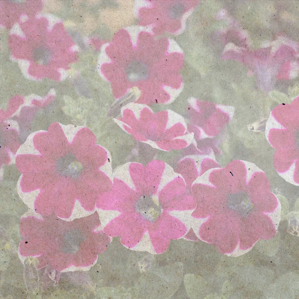 古色古香或乡村花园设计 繁茂繁茂 色彩艳丽的普通花园花瓣 炽热的粉色和白色的牡丹混合花 有质感的老式纸张背景 正方形 — 图库照片