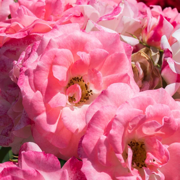Куст Розовых Красных Роз Качающихся Ветру Парке — стоковое фото
