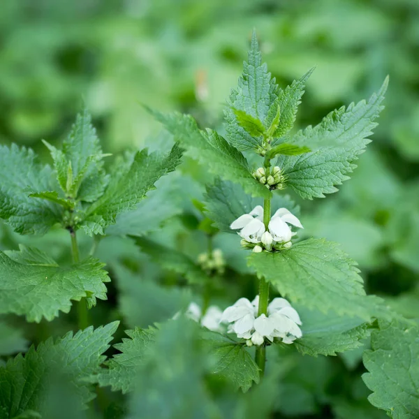 White Dead Nettle Lamium Album Weed Blooming Close Selective Focus — Stock Photo, Image