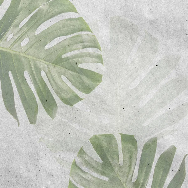 Monstera Fresco Verde Natural Deixa Moldura Borda Fundo Abstrato Branco — Fotografia de Stock