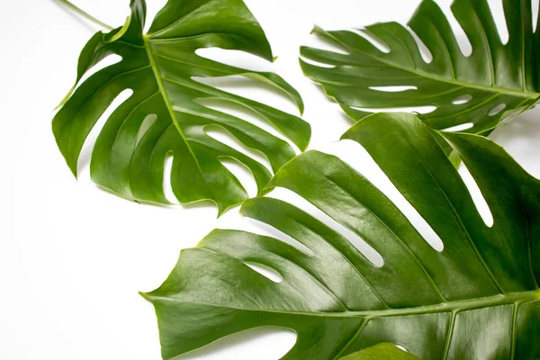 Natürliche Grüne Frische Monstera Blätter Rahmen Auf Weißem Abstrakten Hintergrund — Stockfoto