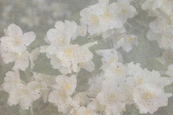 Una Maqueta Floreciente Día Primavera Delicadas Flores Blancas Burlonas Con —  Fotos de Stock