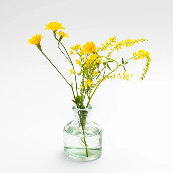wild bouquet of Hieracium umbellatum in a pharmaceutical bottle on a white background. Greeting card.