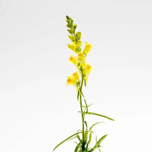 Цветок Желтой Змеи Изолированный Белом Antihhinum Majus — стоковое фото