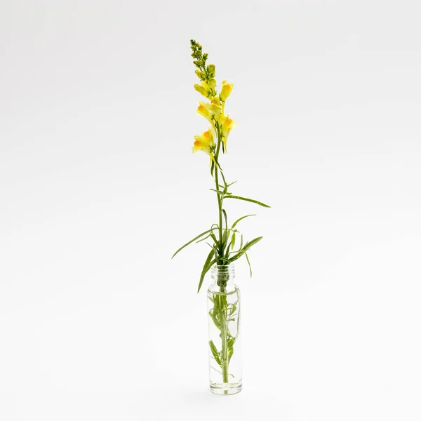 Żółty Kwiat Migdałka Izolowany Białym Antirhinum Majus — Zdjęcie stockowe