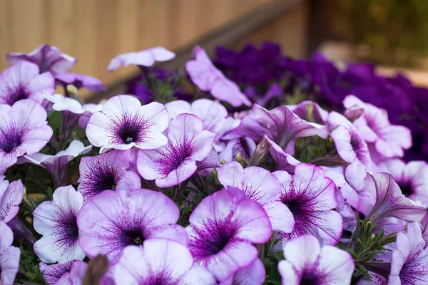 Diseño Jardín Vintage Rural Exuberante Florecimiento Colorido Jardín Común Petunias — Foto de Stock