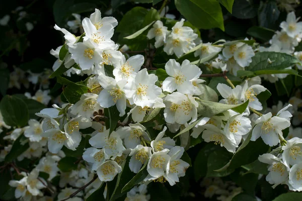 Una Maqueta Floreciente Día Primavera Delicadas Flores Blancas Burlonas Con —  Fotos de Stock