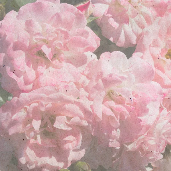 Cespuglio Rose Rosse Rosa Ondeggianti Nel Vento Parco Sfondo Carta — Foto Stock