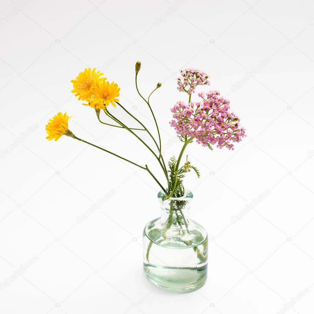 wild bouquet of Hieracium umbellatum in a pharmaceutical bottle on a white background. Greeting card.