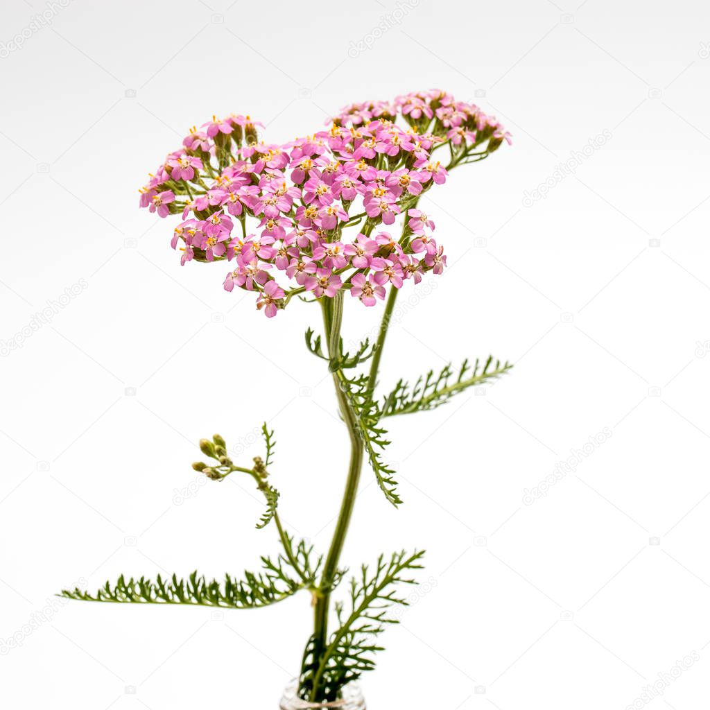 Yarrow. Pink inflorescence herb (Achillea millefolium) on white background