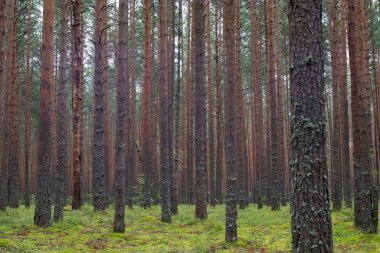 Çam ormanında arka arkaya sıralanmış çam ağaçları. Yabanmersini ormanı. Duvar Kağıdı