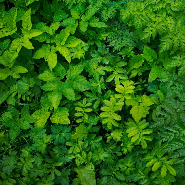 Groene Achtergrond Van Bladeren Van Verschillende Veldkruiden Vierkant Formaat — Stockfoto