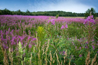 Söğüt bitkisinin pembe çiçekleri (İvan çayı, ateş yosunu) yaz tarlasında