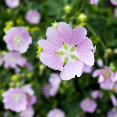 Althaea officinalis ya da tarlada çiçekli marshmallow bitkisi.