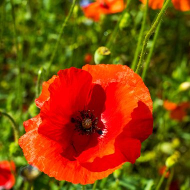 Kırmızı gelinciğin kare çerçevesi iyi havada yaz otlağında