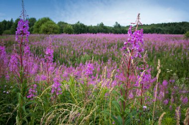 Söğüt bitkisinin pembe çiçekleri (İvan çayı, ateş yosunu) yaz tarlasında