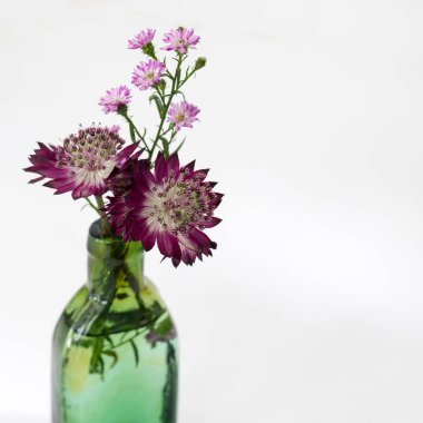 Beyaz arka planda yeşil şişeli bir demet menekşe.