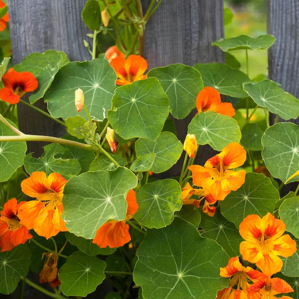 Nasturtium Glory Cedar Fence Raised Garden — Stock Photo, Image