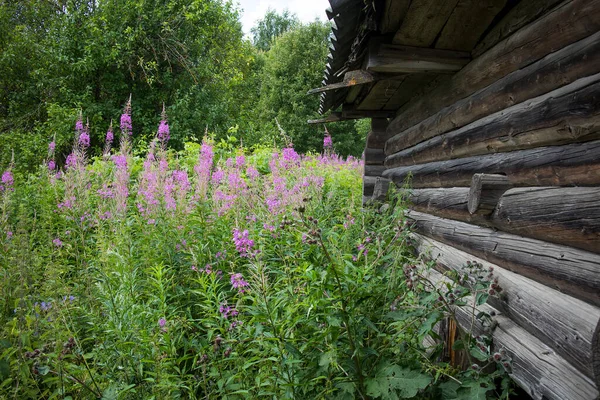 Flores Rosadas Sauce Hierba Iván Leña Campo Verano — Foto de Stock