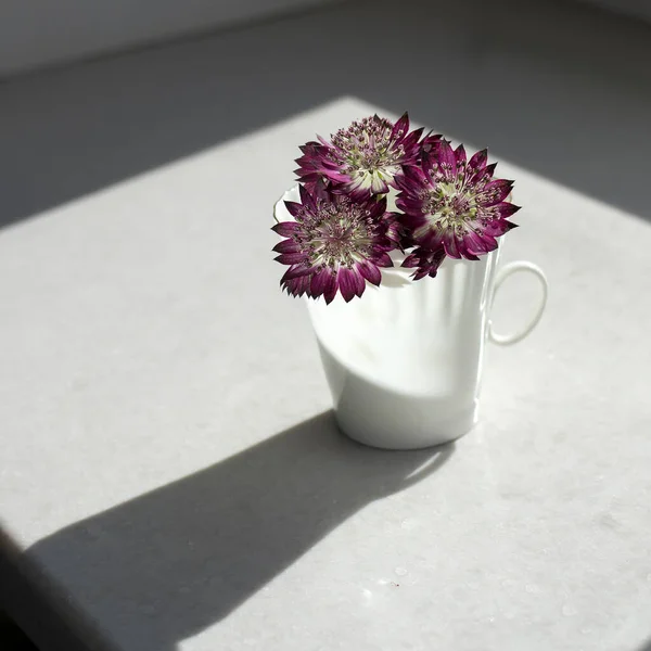 Bouquet Astrantia Pourpre Dans Une Tasse Café Blanc Lieu Vase — Photo