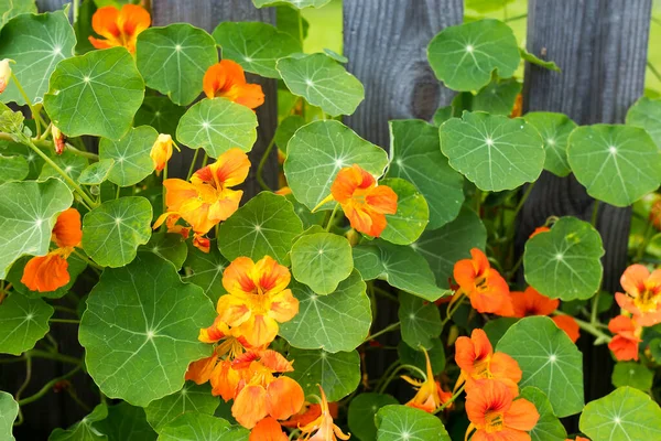 Nasturtium, yükseltilmiş bir bahçedeki sedir çitlerinin yanında zafer içinde.,