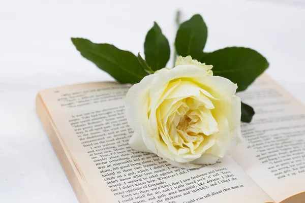 White Rose Trouve Sur Livre Anglais Ouvert Sur Fond Blanc — Photo