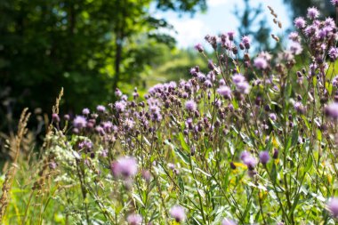 Bulanık yeşil çimenlerin arka planında parlak sarı tanımsı kızılötesi