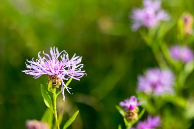 Knapweed, Centaurea, Asteraceae familyasından yaklaşık 350 ila 600 tür otçul devedikeni türü..