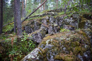 Doğada yeşil yosun arkaplanı. Çam ormanında parlak yeşil yosun ve liken. Seçici odak