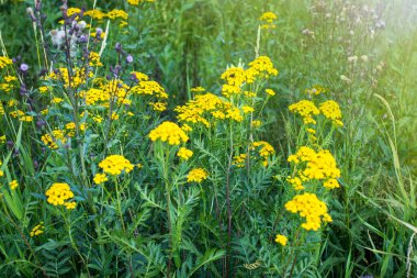 Bulanık yeşil çimenlerin arka planında parlak sarı tanımsı kızılötesi