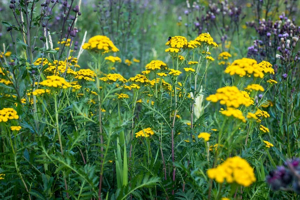Bright Yellow Tansy Inflorescences Background Blurred Green Grass — Stok Foto