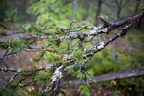 绿色苔藓在自然界中的背景 松树林中的绿色苔藓和苔藓 有选择的重点 — 图库照片