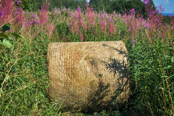 Ein Heuhaufen Einem Metallgeflecht Einem Dickicht Aus Wild Wachsendem Feuerkraut — Stockfoto